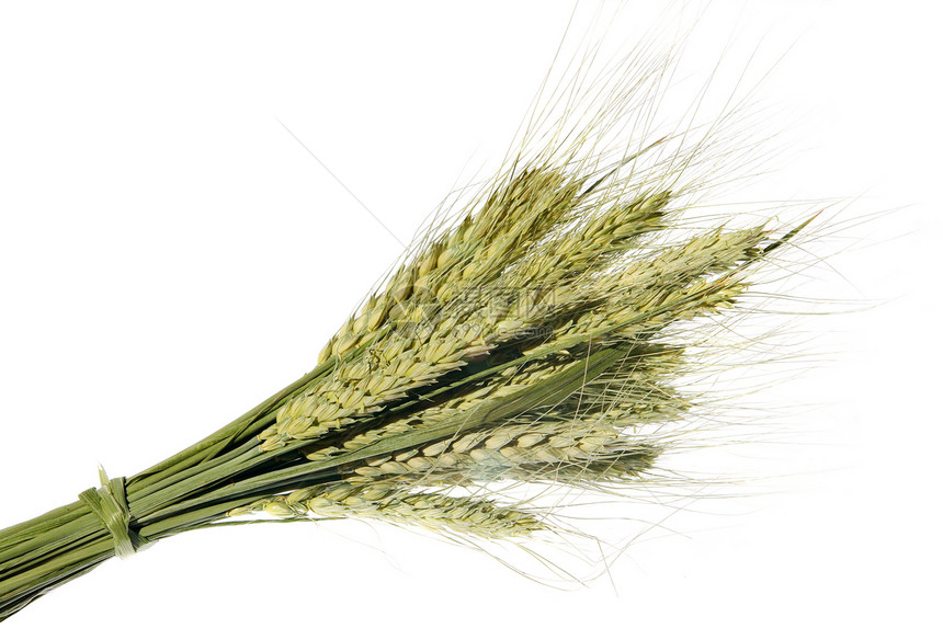 白色背景的小麦耳朵食物粮食场地种子生长面包宏观农民玉米植物图片