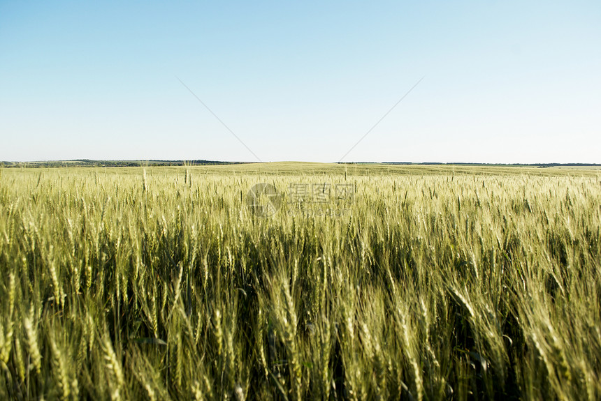 不成熟小麦田食物小麦大麦谷物植物绿色农业场地蓝色图片