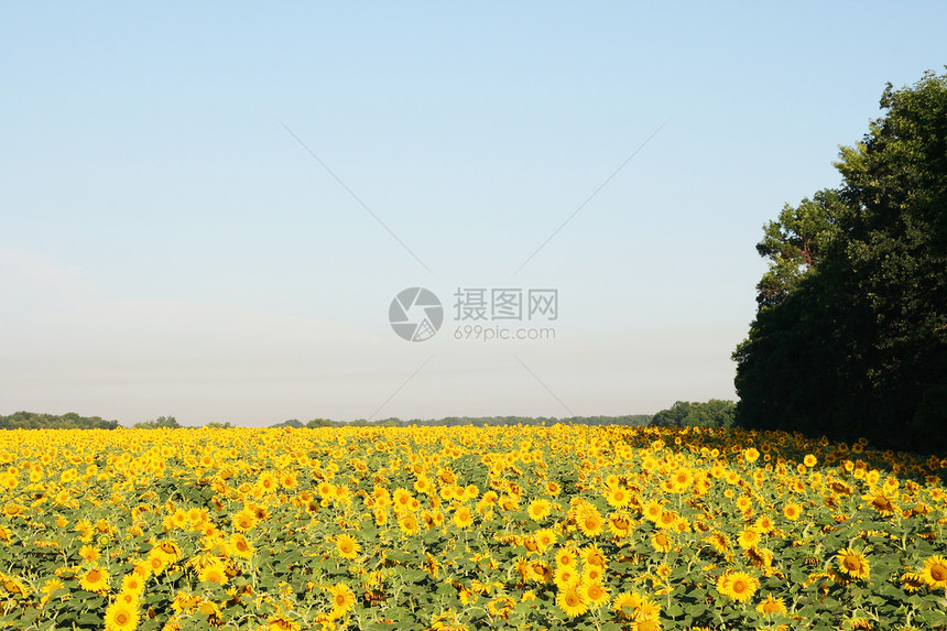 向日葵田开花场地植物国家土地种植园地球太阳花朵照片农场图片