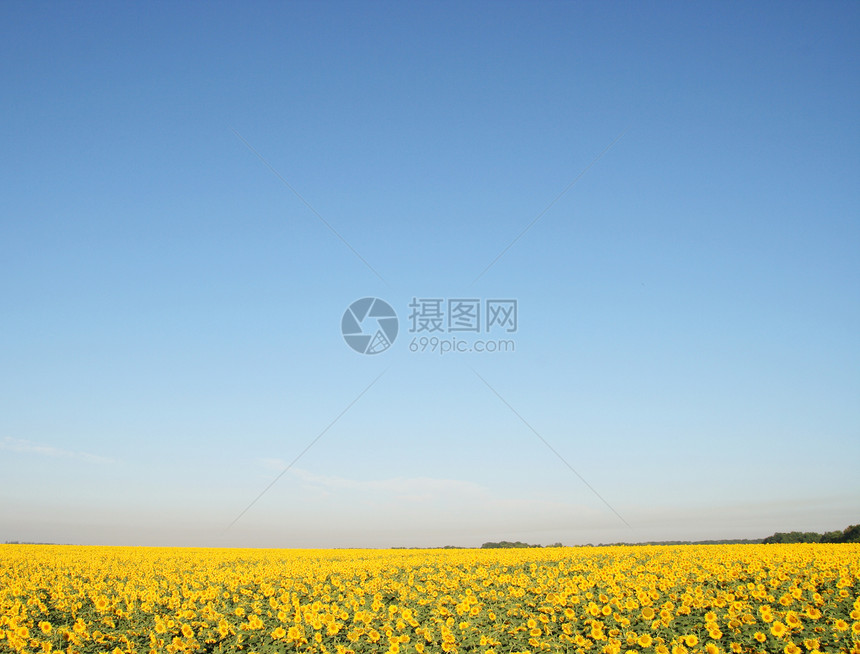 向日葵田开花农场植物照片天空国家晴天场地草地文化生长图片