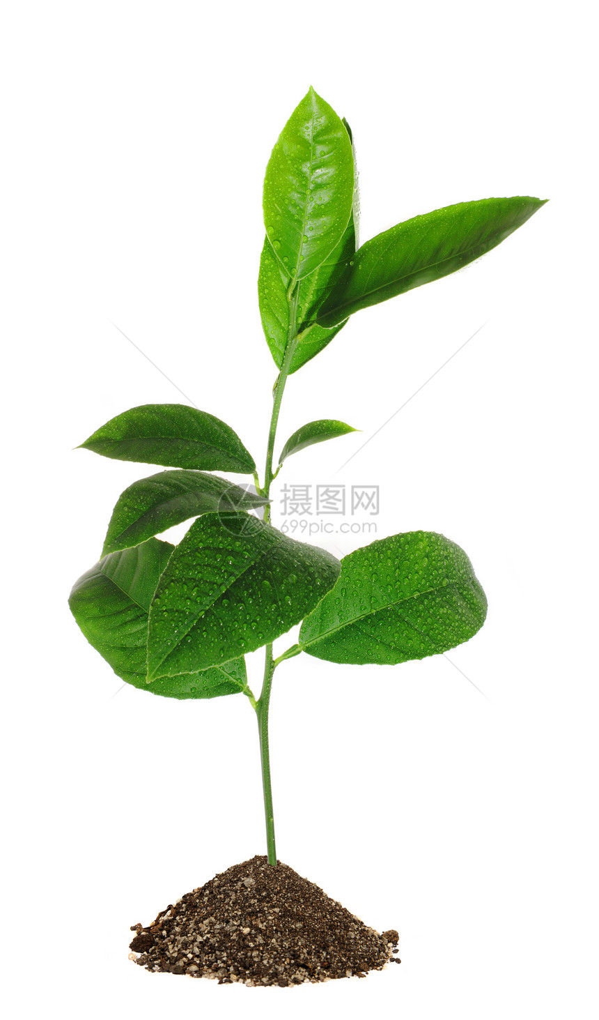 柠檬绿芽植物群发芽生活绿色花园园艺白色食物植物豆芽图片