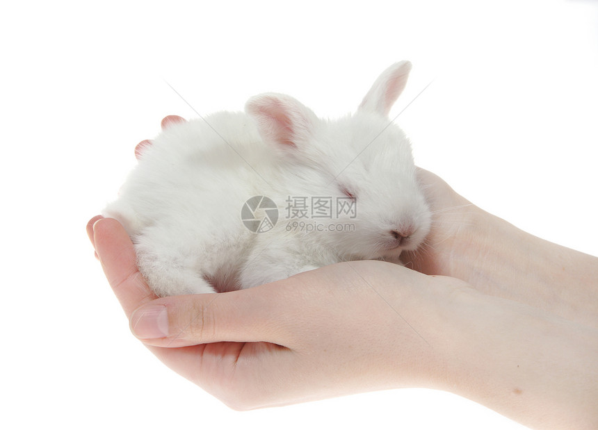 手握着小兔子新生眼睛生活婴儿哺乳动物农场小狗耳朵头发兔子图片