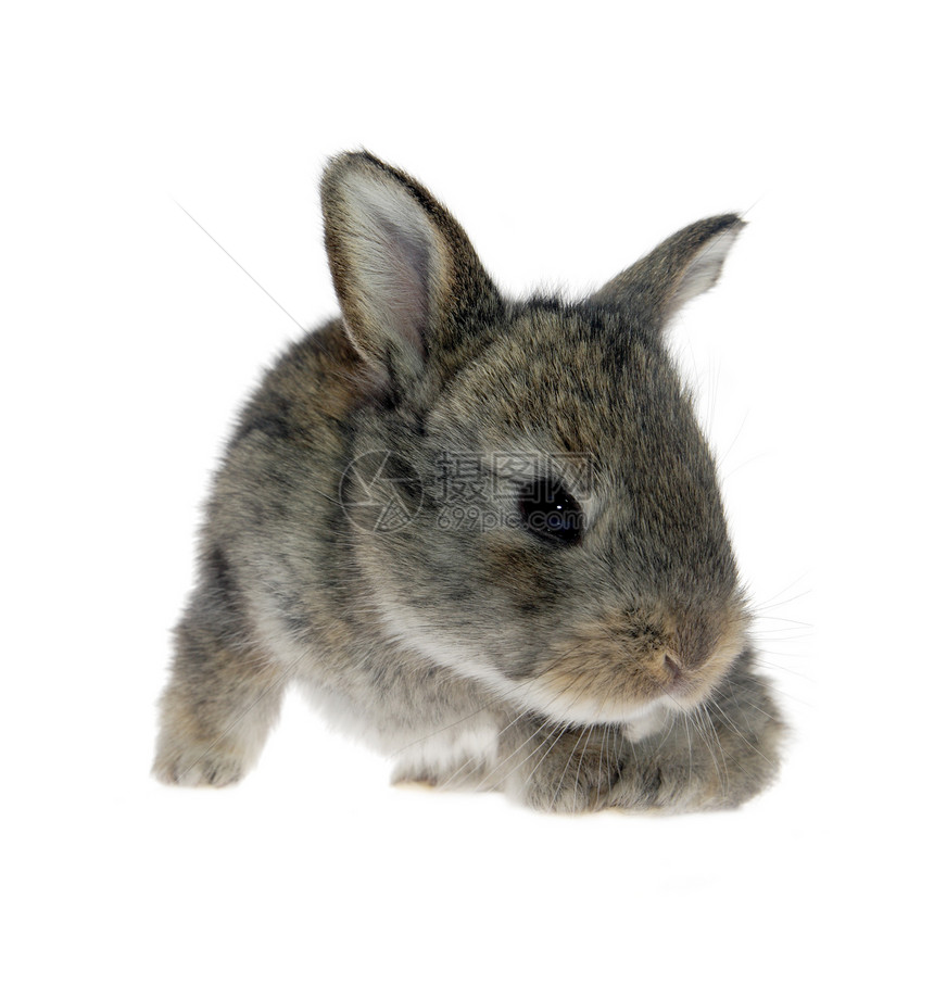 小兔子宠物兔子棕色工作室白色哺乳动物毛皮图片