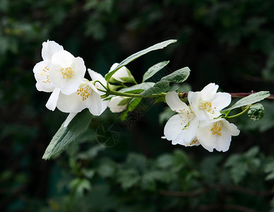 深绿色背景的茉莉花(亚斯米尼姆)高清图片