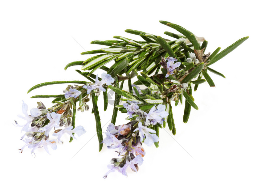 玫瑰枝的花朵芳香草本香料药品烹饪植物宏观叶子草本植物白色图片