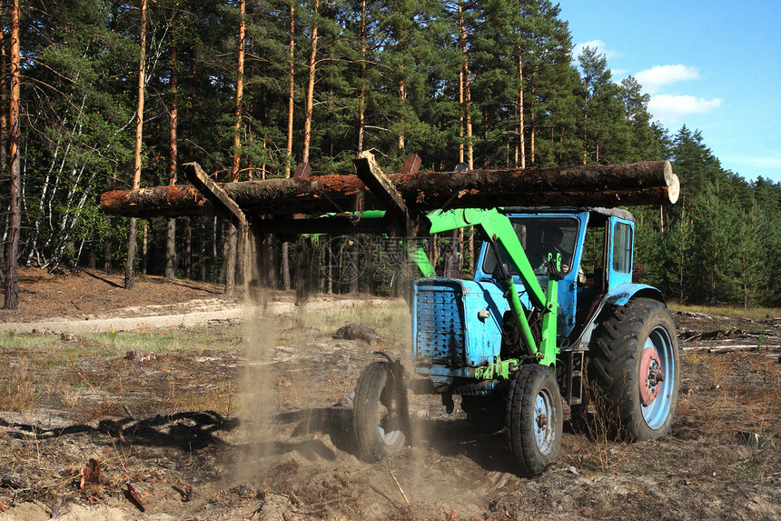 森林中树木的加载日数资源柴堆工作卡车林业树干活力工业燃料松树图片