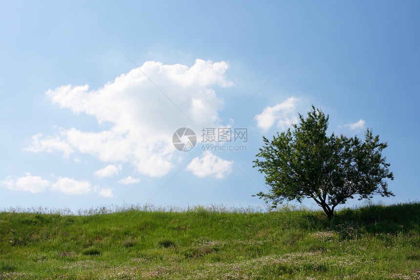 云边的树上 有苍翠的树木场景农场生态阳光叶子牧场太阳森林土地植物图片