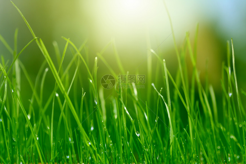 软绿草背景生态季节性植物群场地水滴环境草地植物宏观叶子图片