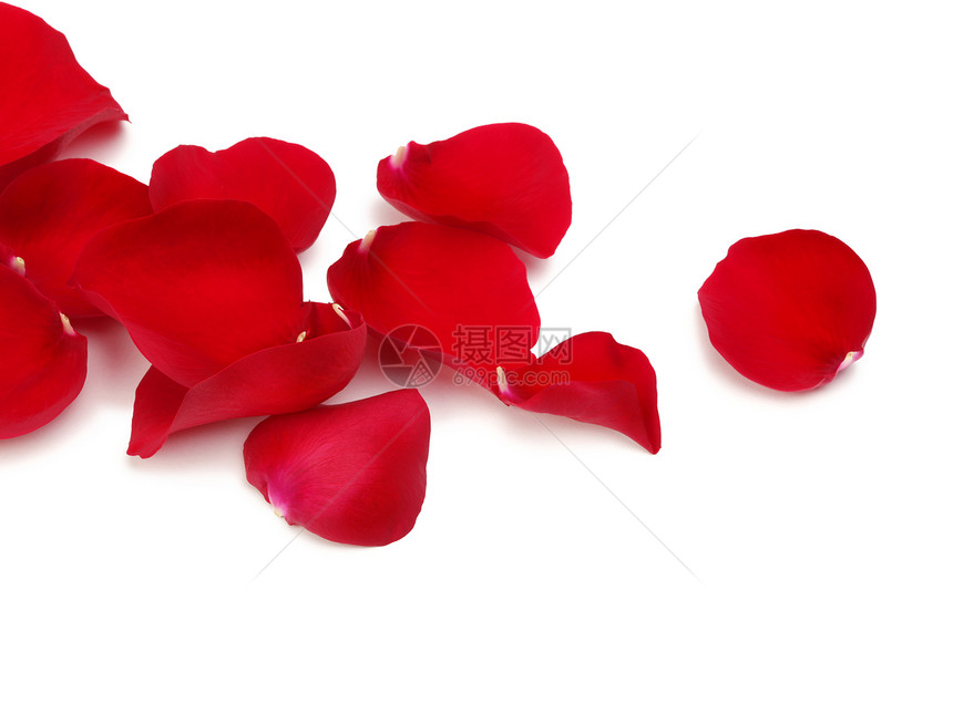 玫瑰花瓣花束香气红色邀请函粉色白色香味叶子卡片念日图片