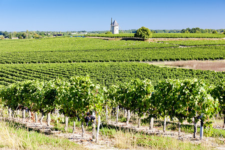 吉伦特省法国波尔多州Blaignan附近有风车的葡萄园旅行乡村藤蔓农业世界地区酒业栽培作物种植背景