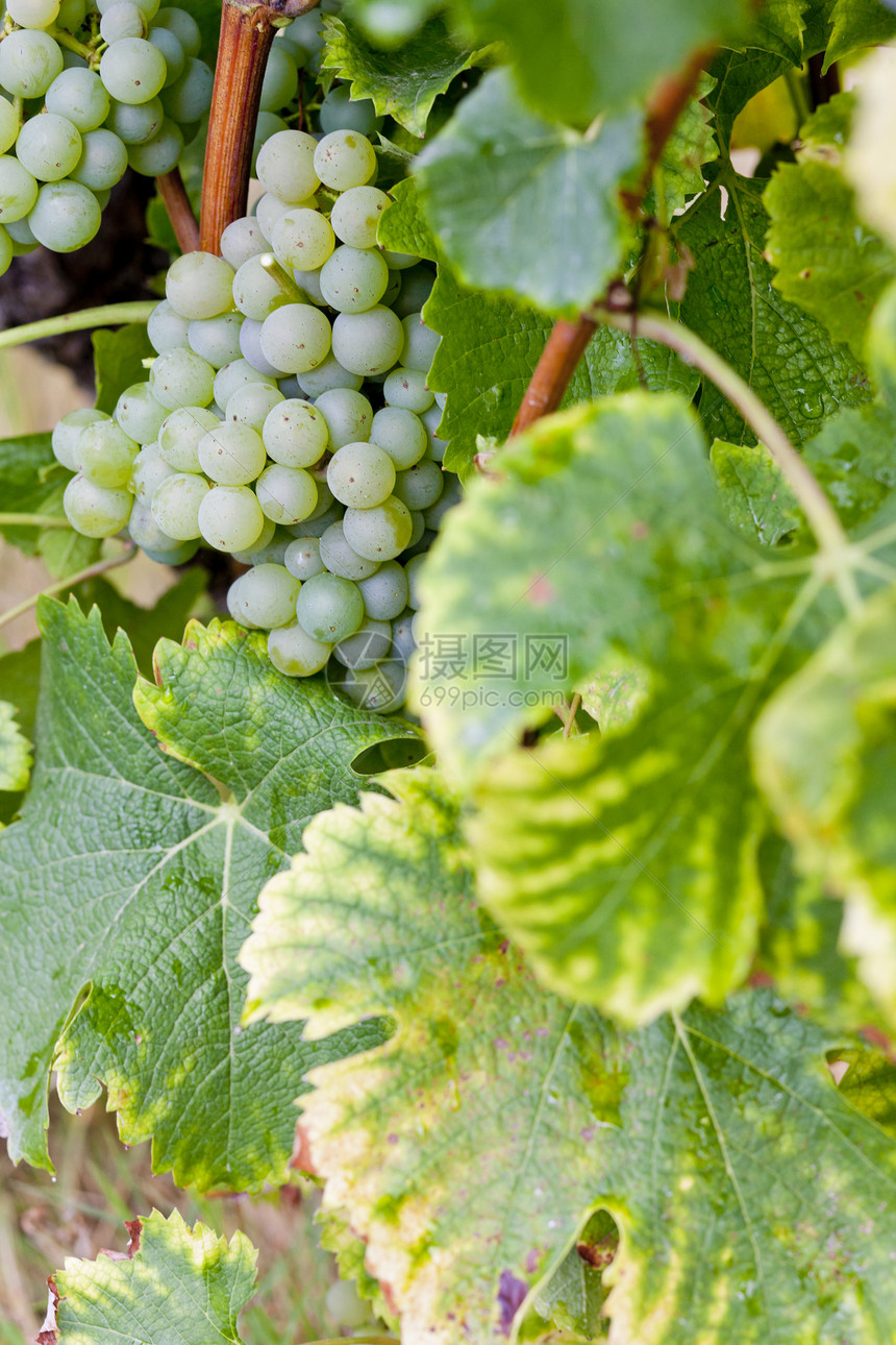 法国阿quitaine地区  Saternes  的白葡萄收成酒业农业叶子藤蔓水果植物绿色葡萄园植物群图片
