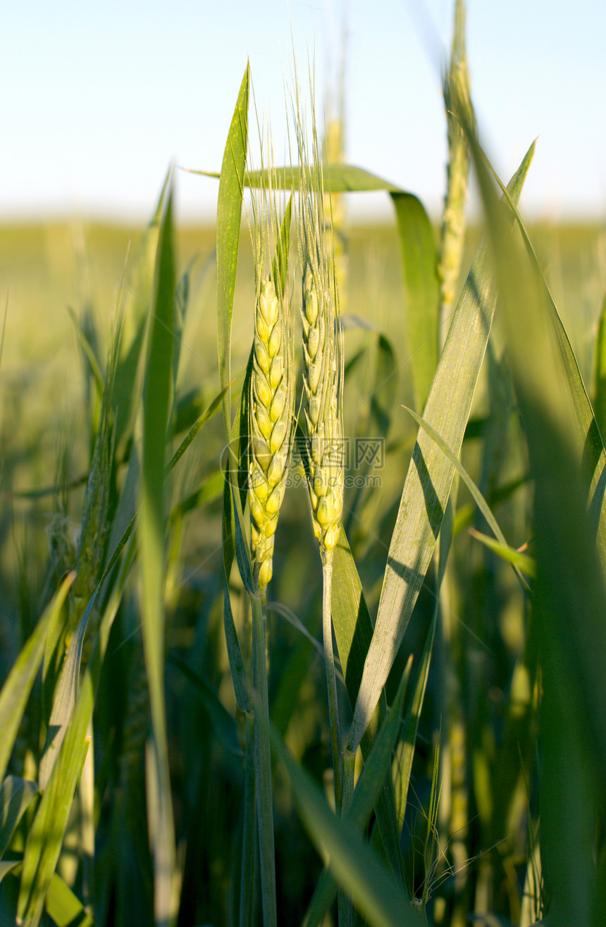 谷物作物牧场尖刺农田场地生长植物燕麦大麦绿色收成图片