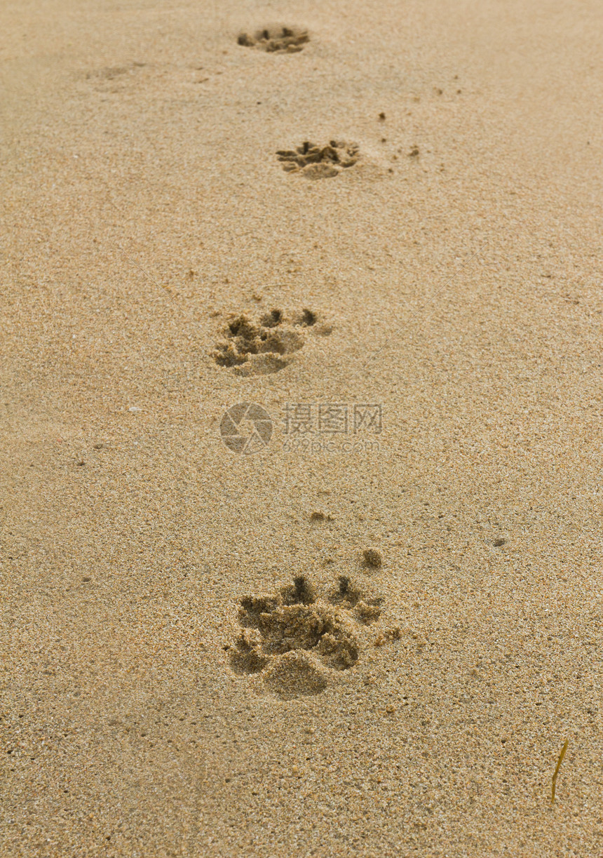 狗脚足足迹库存印刷烙印模仿脚步沙丘宏观海滩踪迹狗印图片