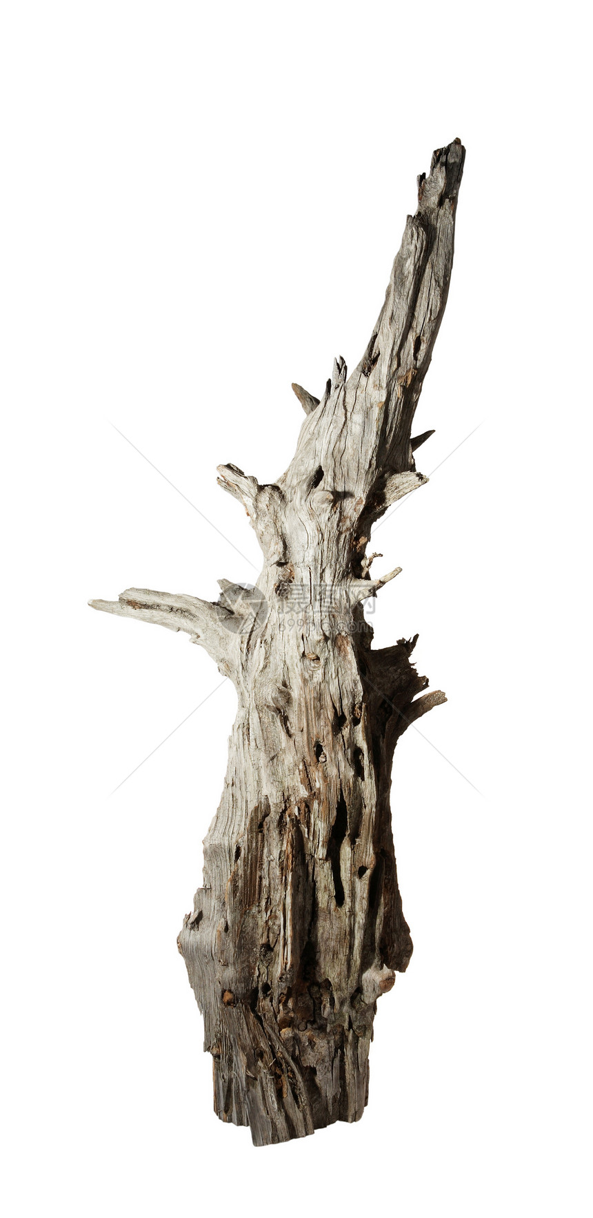 白色背景上分解的旧刺树老化森林木材硬木节孔材料宏观历史棕色日志图片
