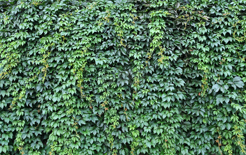 野生绿葡萄墙纸植物学葡萄园植物群爬行者生长砖墙树篱建筑太阳图片