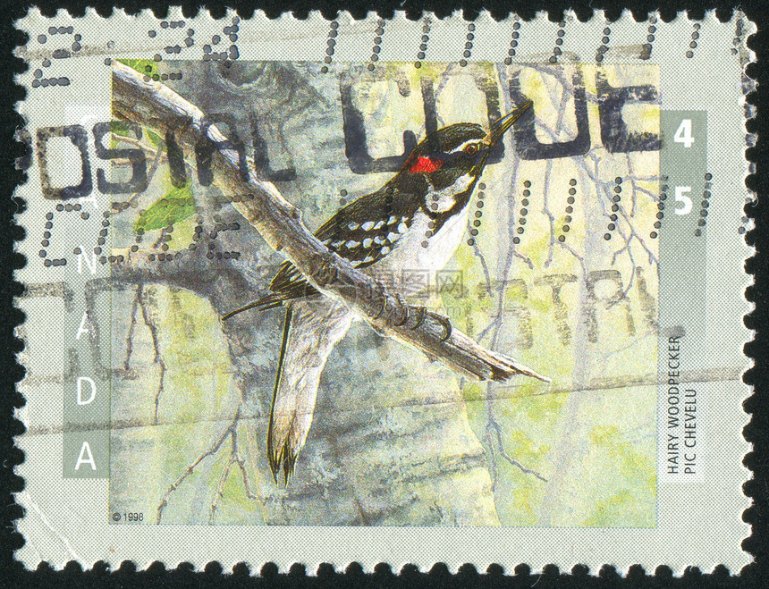 挂印古董公园信封翅膀荒野邮戳邮件历史性啄木鸟动物群图片