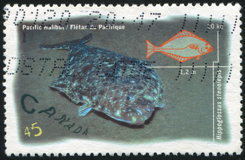 邮票动物群邮件海豹集邮鼻子邮资尾巴海洋明信片历史性图片