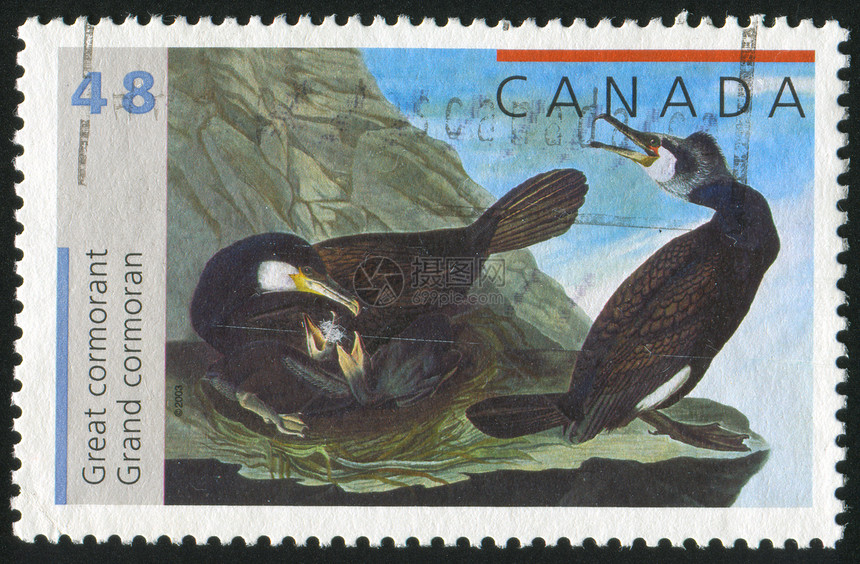 邮票邮戳海豹翅膀动物群信封悬崖动物脖子羽毛青蛙图片