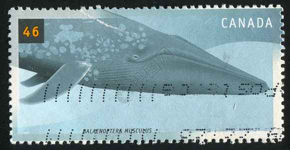 邮票邮件海豹鲸目鼻子游泳明信片历史性邮戳动物群动物高清图片