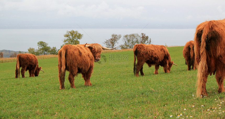 美丽的高原牛群奶牛生态农田风景小牛高地场景国家喇叭牧场图片