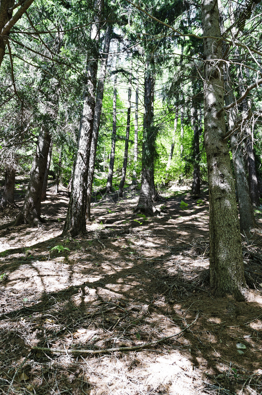 迷幻林森林农村云杉红色锥体植物绿色松树树木石头交易图片