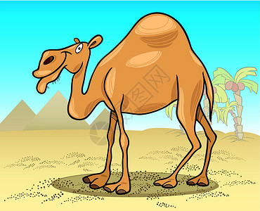 沙漠中的热带骆驼背景图片