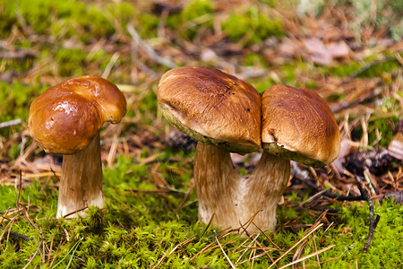 蘑菇生长食用菌苔藓绿色棕色突袭森林雨后春笋食物宏观背景