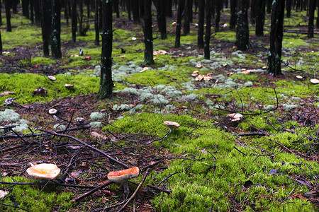 蘑草林森林突袭宏观雨后春笋食物世界树木生长苔藓蘑菇高清图片