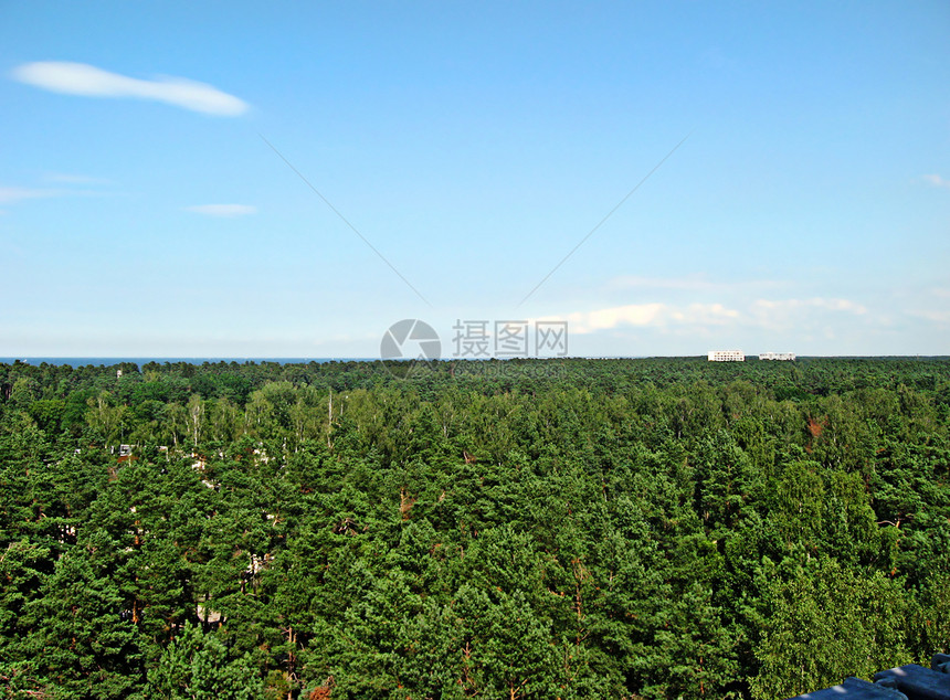 拉脱维亚森林图片