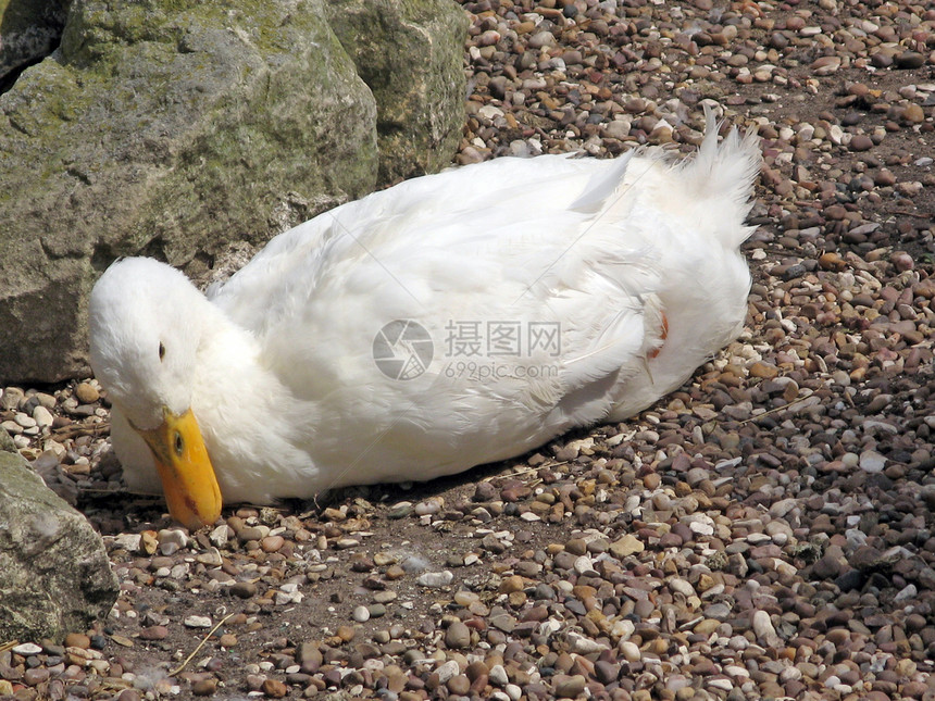 大白鸭木头天空鸭子旅行太阳岩石夫妻羽毛野生动物池塘图片