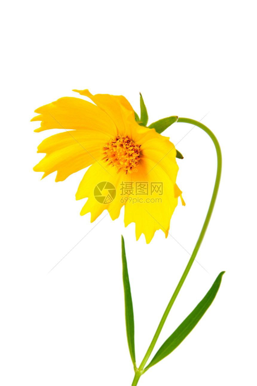 Coreopsis 花朵  拉丁孤立在花瓣植物绿色叶子压痛树叶庆典黄色白色植物群图片