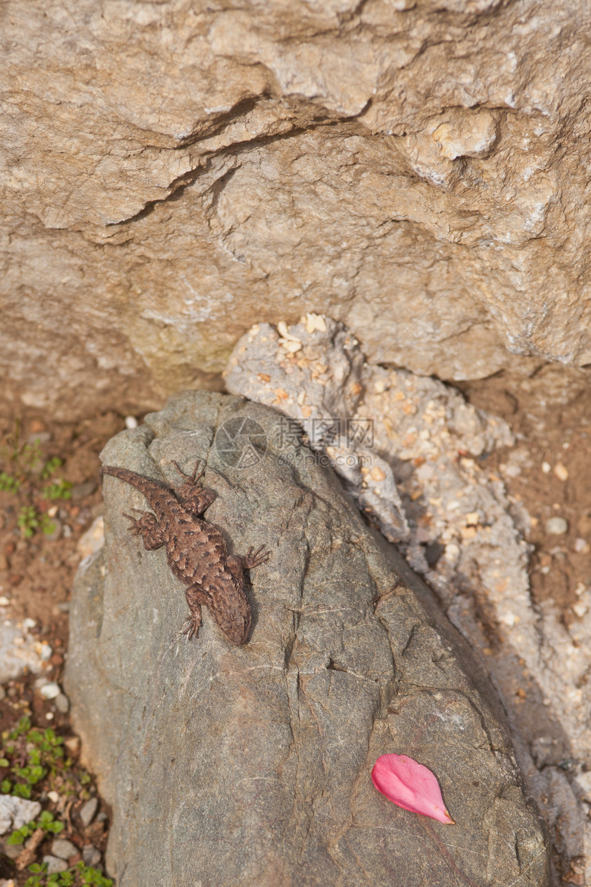 花园蜥蜴蓝光生物眼睛石头场地动物生长鬣蜥旅行国家图片