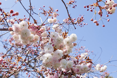 杏花花公园园艺植物植物学季节杏仁植物群晴天花园坚果高清图片