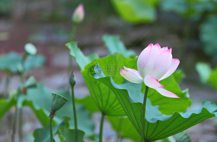 莲花花花园情调核桃属风化花瓣植物植物学软垫生物学叶子图片