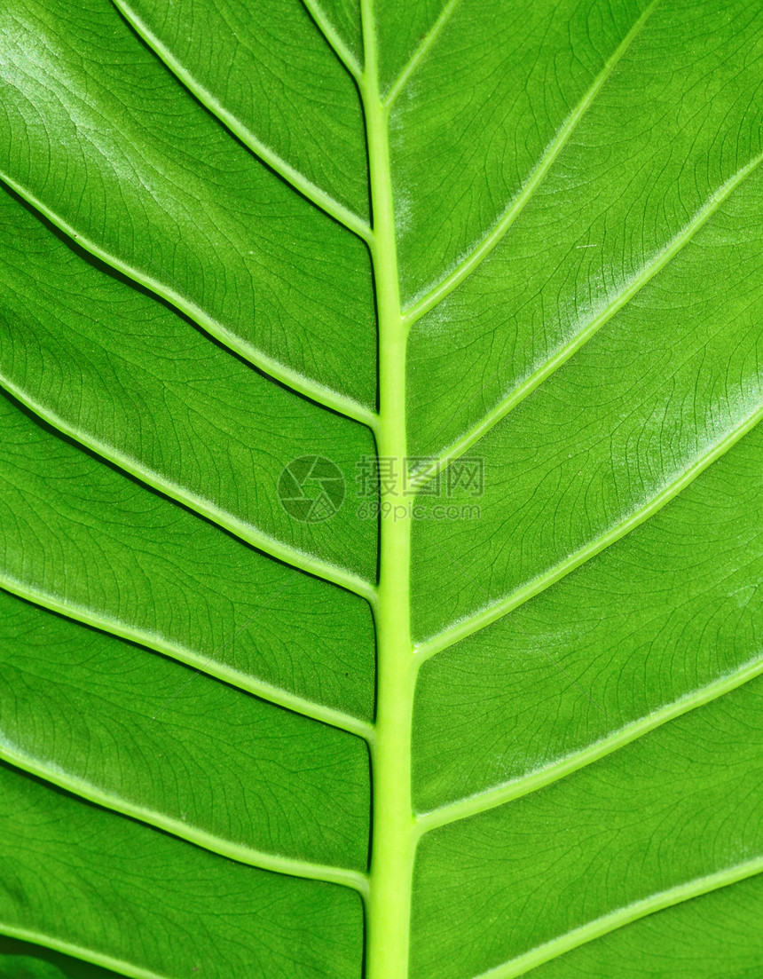 树叶纹理生态植物学植物群绿色宏观静脉生长生活叶子植物图片