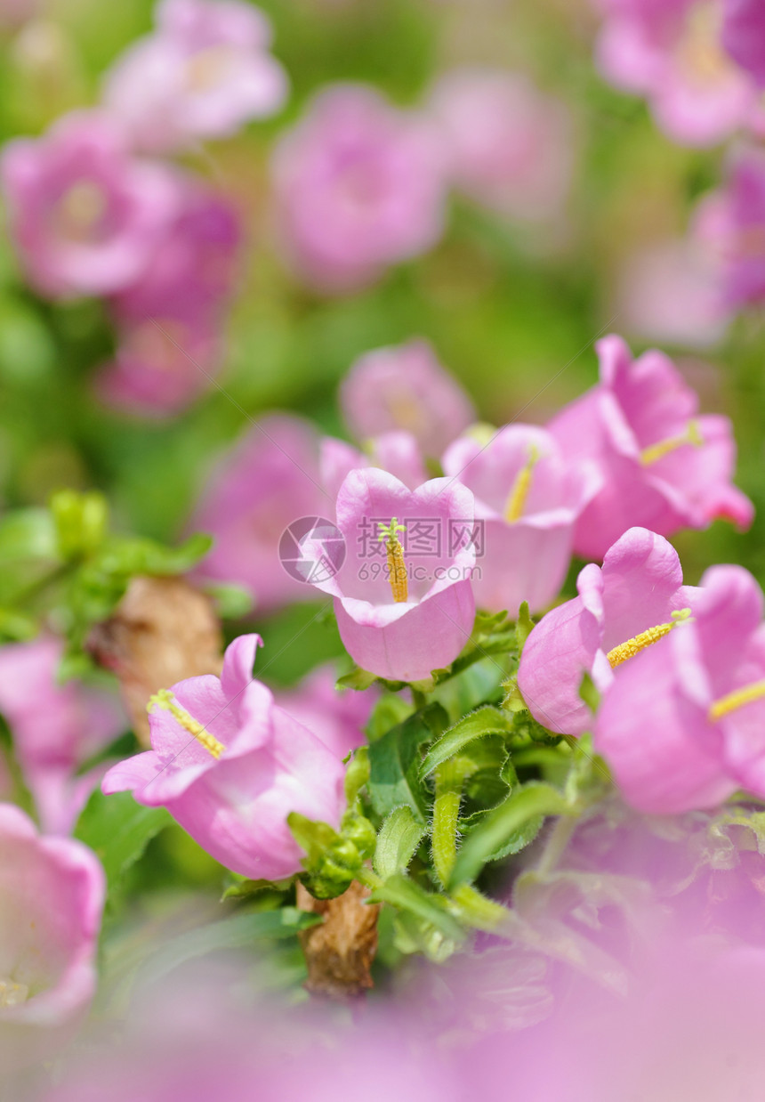 春天的粉红色花朵季节卡片雏菊太阳背景公园美丽场地植物场景图片