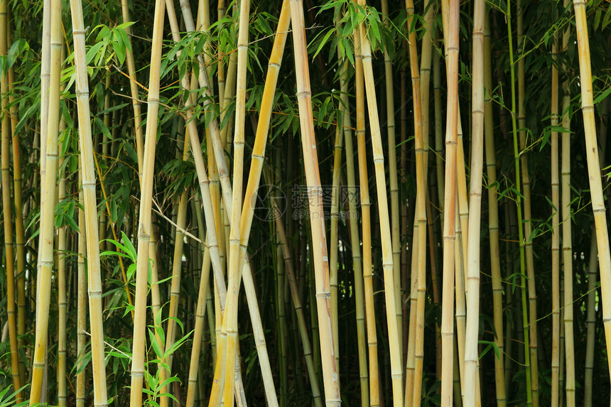 竹子环境丛林场景运气木头生长生活文化森林热带图片