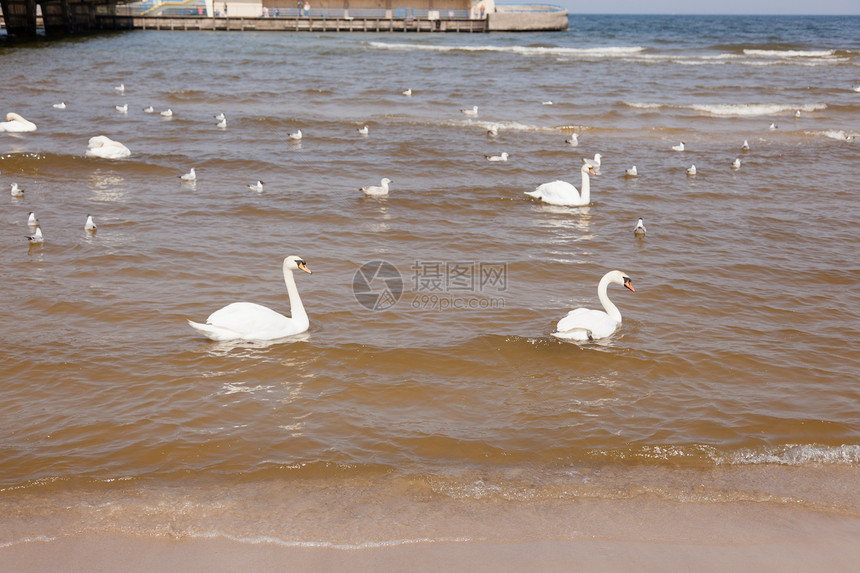 海滩上的天鹅翅膀旅游动物荒野海岸羽毛脖子旅行假期游泳图片