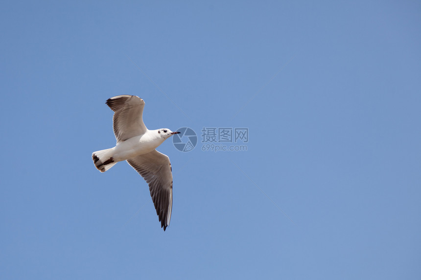 共同石块海岸白色天空海滩荒野航班运动支撑野生动物翅膀图片