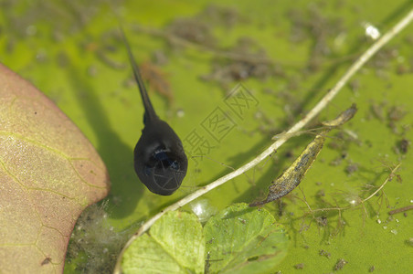 黑色的蝌蚪青蛤同蝌蚪青蛙池塘蟾蜍棕色背景