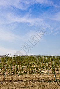 皮埃蒙特语收成葡萄栽培高清图片