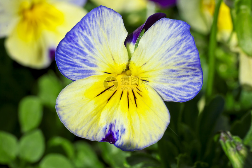 神经囊植物学植物季节紫色中提琴黄色花瓣季节性蓝色植物群图片