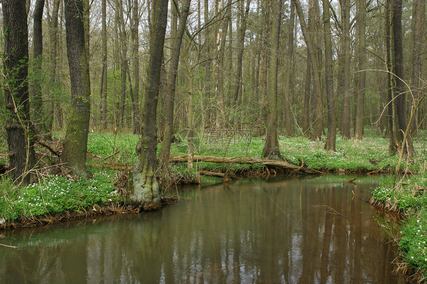 楚曲溪树干黑色绿色桤木灰色荒野溪流棕色蓝色森林图片