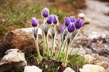 山花 番茄白头翁植物岩石宏观花园花朵山脉植物学野花紫色背景图片