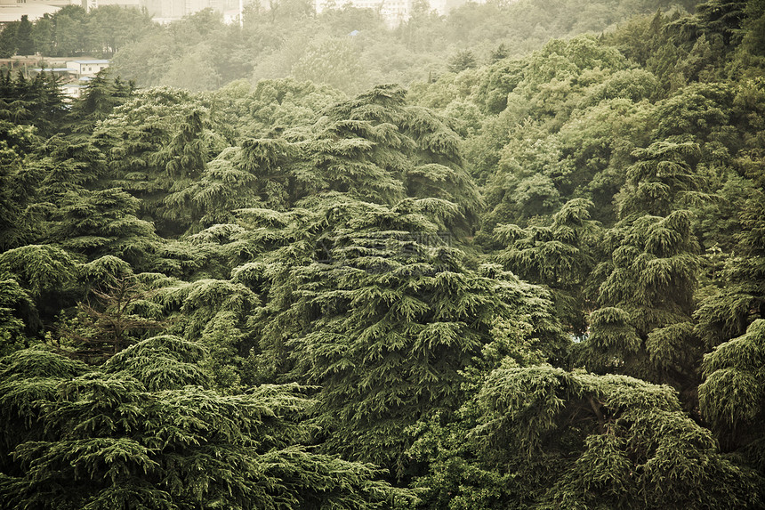 中国的Wald Wald法治花园自然界建筑热带植物学风水文化生活竹子图片