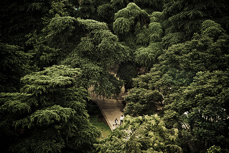 中国的Wald Wald植物学生活文化建筑法治热带风水竹子自然界花园背景图片