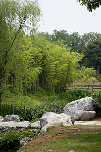 中国的Wald Wald花园建筑生活文化植物学竹子法治热带风水自然界背景图片