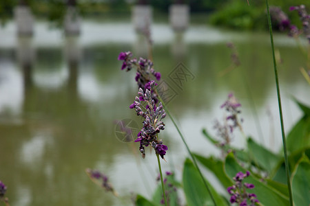 丝状西湖烟熏自然界公园旅游业花园高清图片