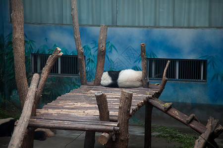 南京红山动物园施拉芬德潘达旅游哺乳动物物种保护公园目的地荒野动物群旅行野生动物背景