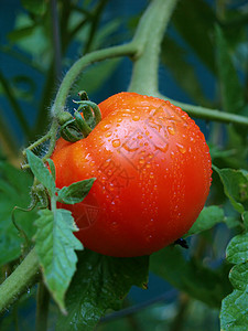 新鲜新鲜番茄水果趋向树叶绿色皮肤母校收成生产纠纷红色背景图片